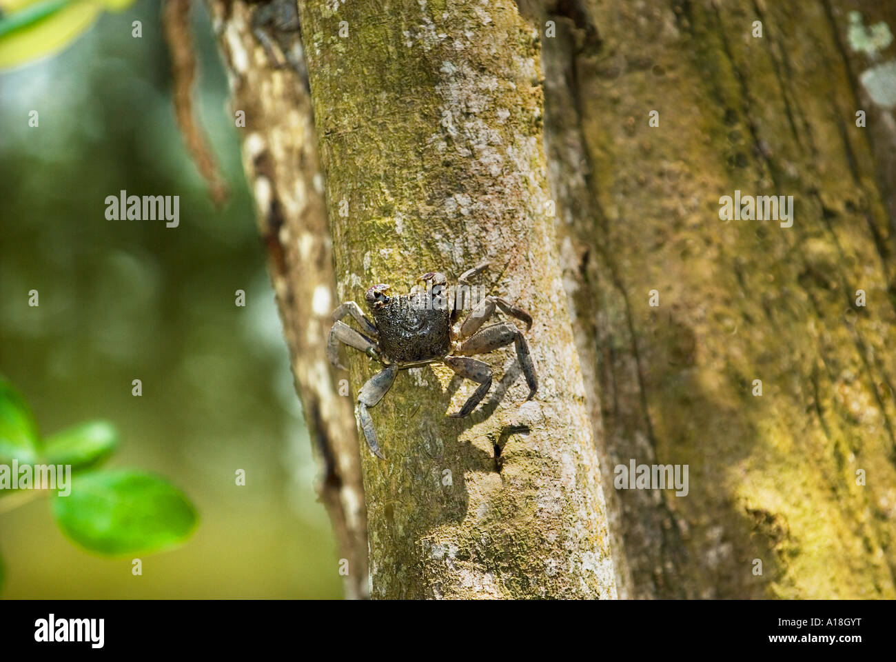 Le crabe dans les racines de l'écosystème marin des mangroves de la réserve de SUNGEI BULOH ASIE Singapour Banque D'Images