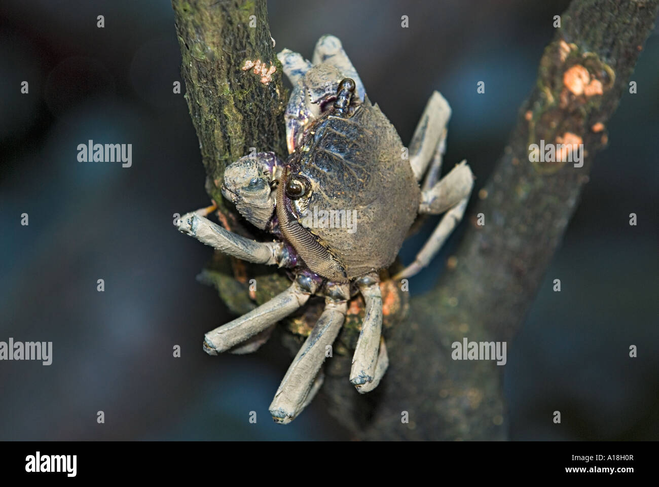 Le crabe dans les racines de l'écosystème marin des mangroves de la réserve de SUNGEI BULOH ASIE Singapour Banque D'Images