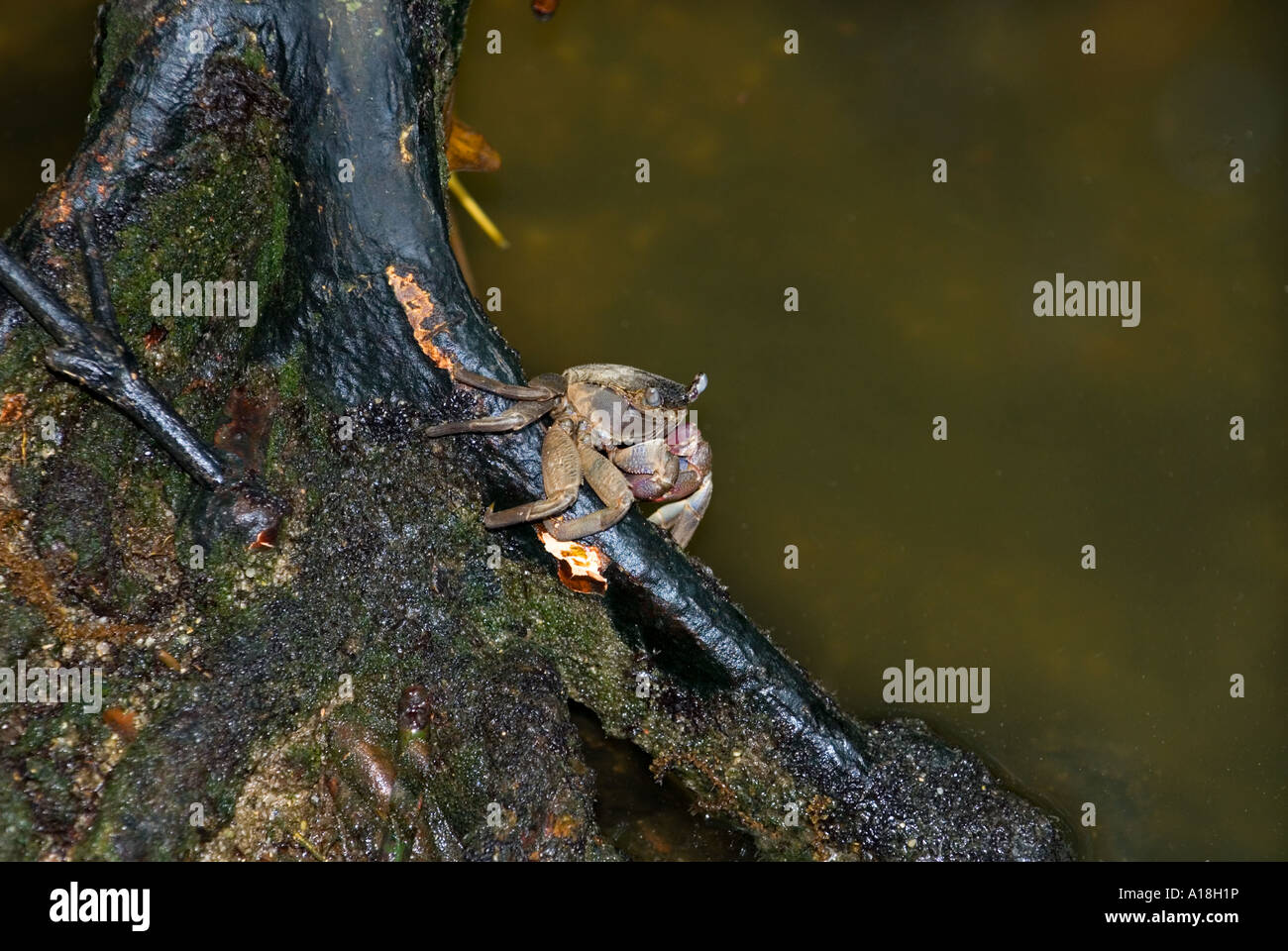 Le crabe dans les racines de l'écosystème marin des mangroves de la réserve de SUNGEI BULOH ASIE Singapour Banque D'Images