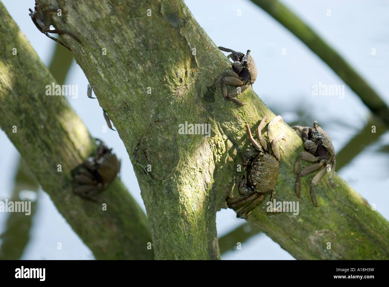 Le crabe dans les racines de l'écosystème marin des mangroves de la réserve de SUNGEI BULOH ASIE Singapour Banque D'Images