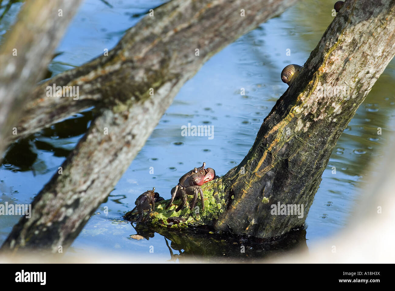 Le crabe dans les racines de l'écosystème marin des mangroves de la réserve de SUNGEI BULOH ASIE Singapour et watersnail snail Banque D'Images