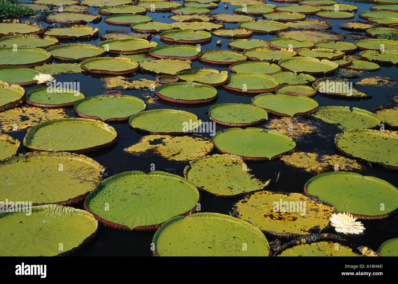 Nénuphar géant, Amzon water lily (Victoria Amazonica, Victoria regia), feuilles flottantes et deux fleurs dans le marécage de P Banque D'Images