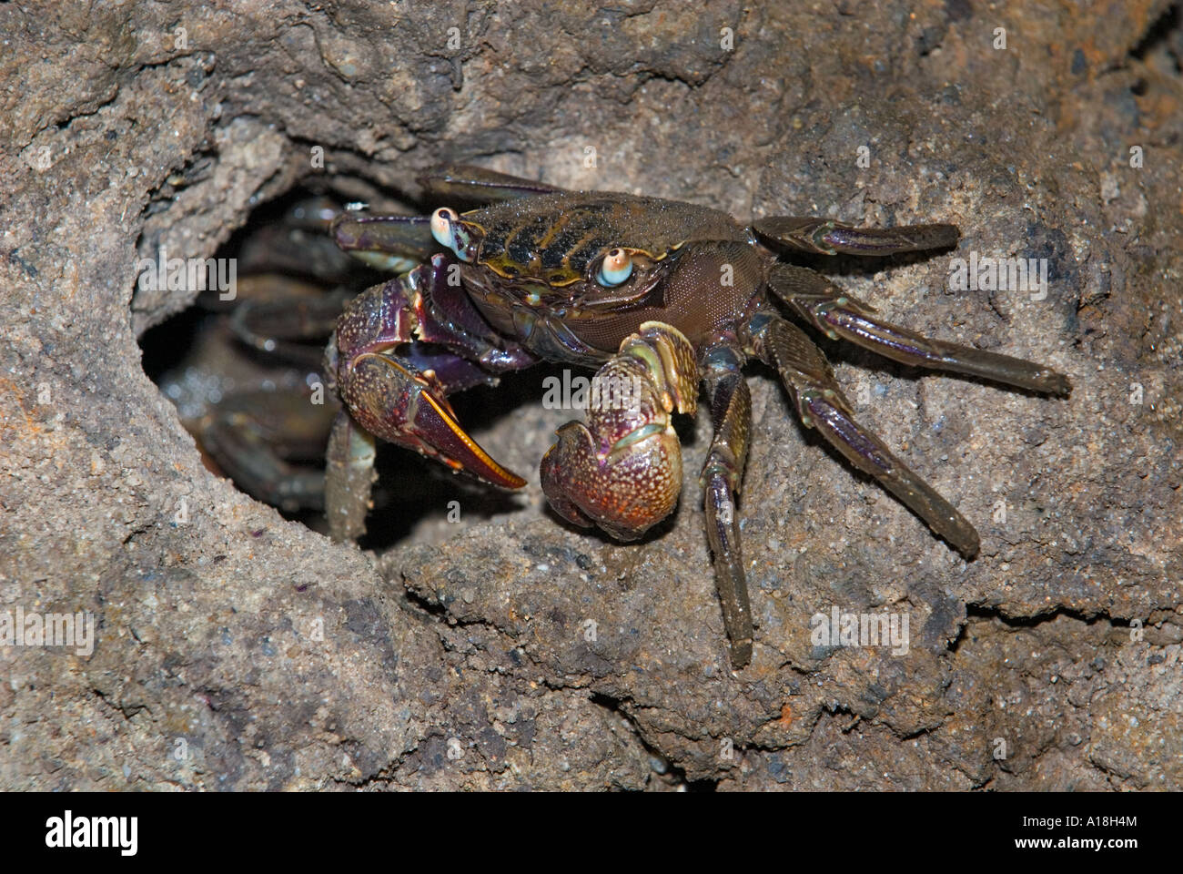 Le crabe dans les racines de l'écosystème marin des mangroves de la réserve de SUNGEI BULOH ASIE Singapour caverne trou Banque D'Images