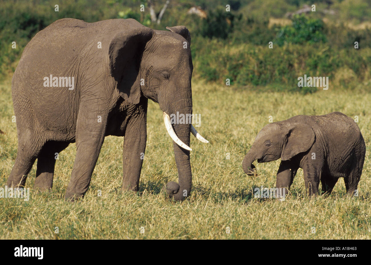 L'éléphant africain (Loxodonta africana), femelle éléphant avec l'alimentation des veaux, Kenya, Masai Mara NP. Banque D'Images