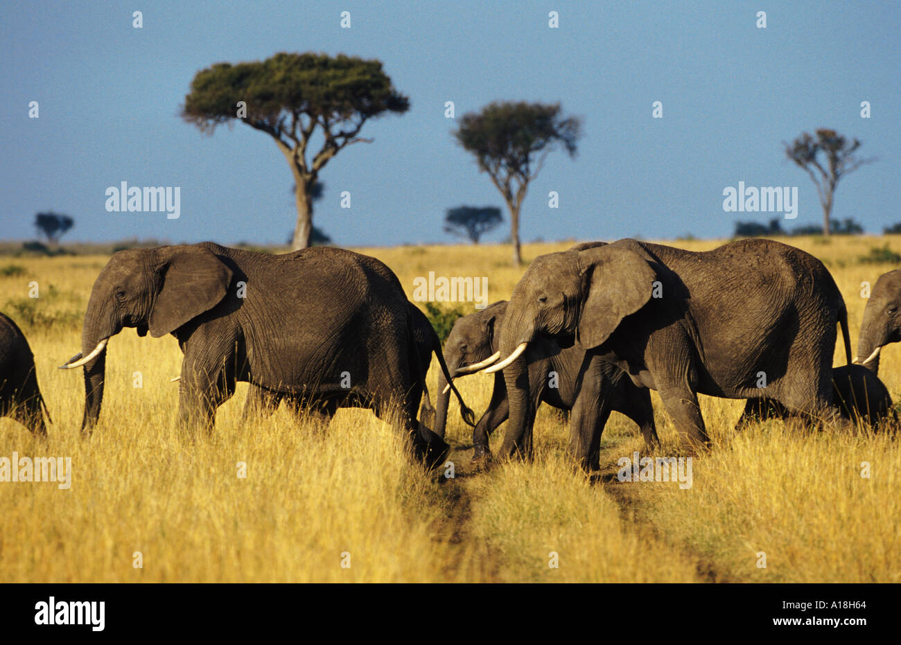 L'éléphant africain (Loxodonta africana), groupe d'éléphants, au Kenya, Samburu NP. Banque D'Images