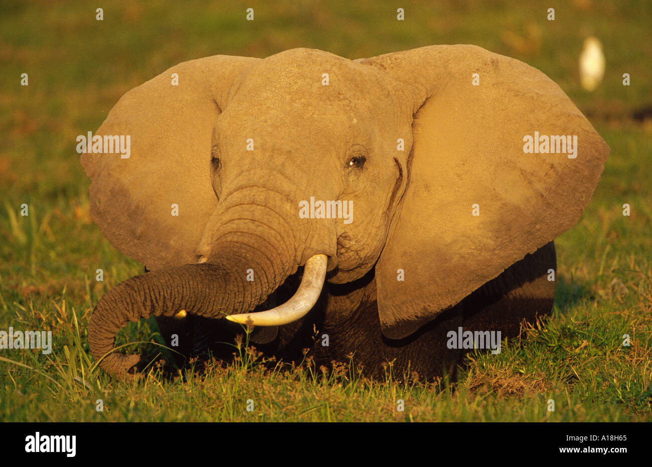 L'éléphant africain (Loxodonta africana), Bull, debout dans l'alimentation ; la plus grande des marais les oreilles de tous les animaux, le Kenya, Samburu NP Banque D'Images