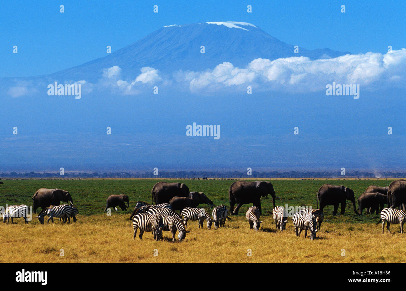 L'éléphant africain (Loxodonta africana), les troupeaux avec Kilimandscharo derrière, Kenya, Masai-Amboseli NP. Banque D'Images