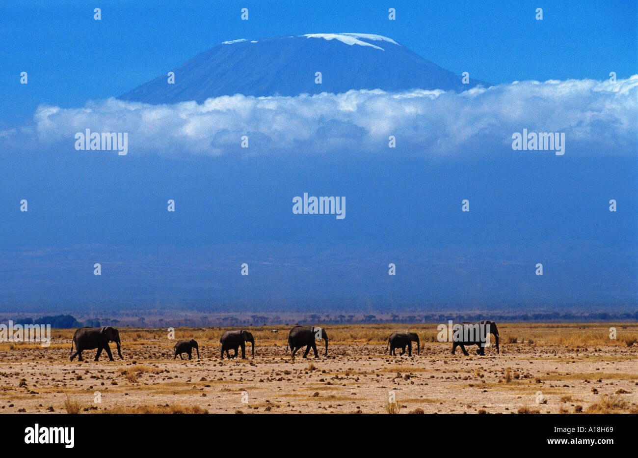 L'éléphant africain (Loxodonta africana), troupeau de Kilimandscharo derrière, Kenya, Masai-Amboseli NP. Banque D'Images