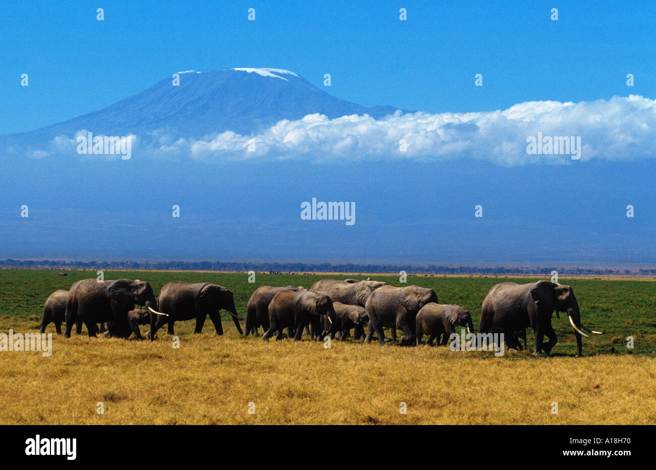L'éléphant africain (Loxodonta africana), groupe d'éléphants, au Kenya, Masai-Amboseli NP Banque D'Images