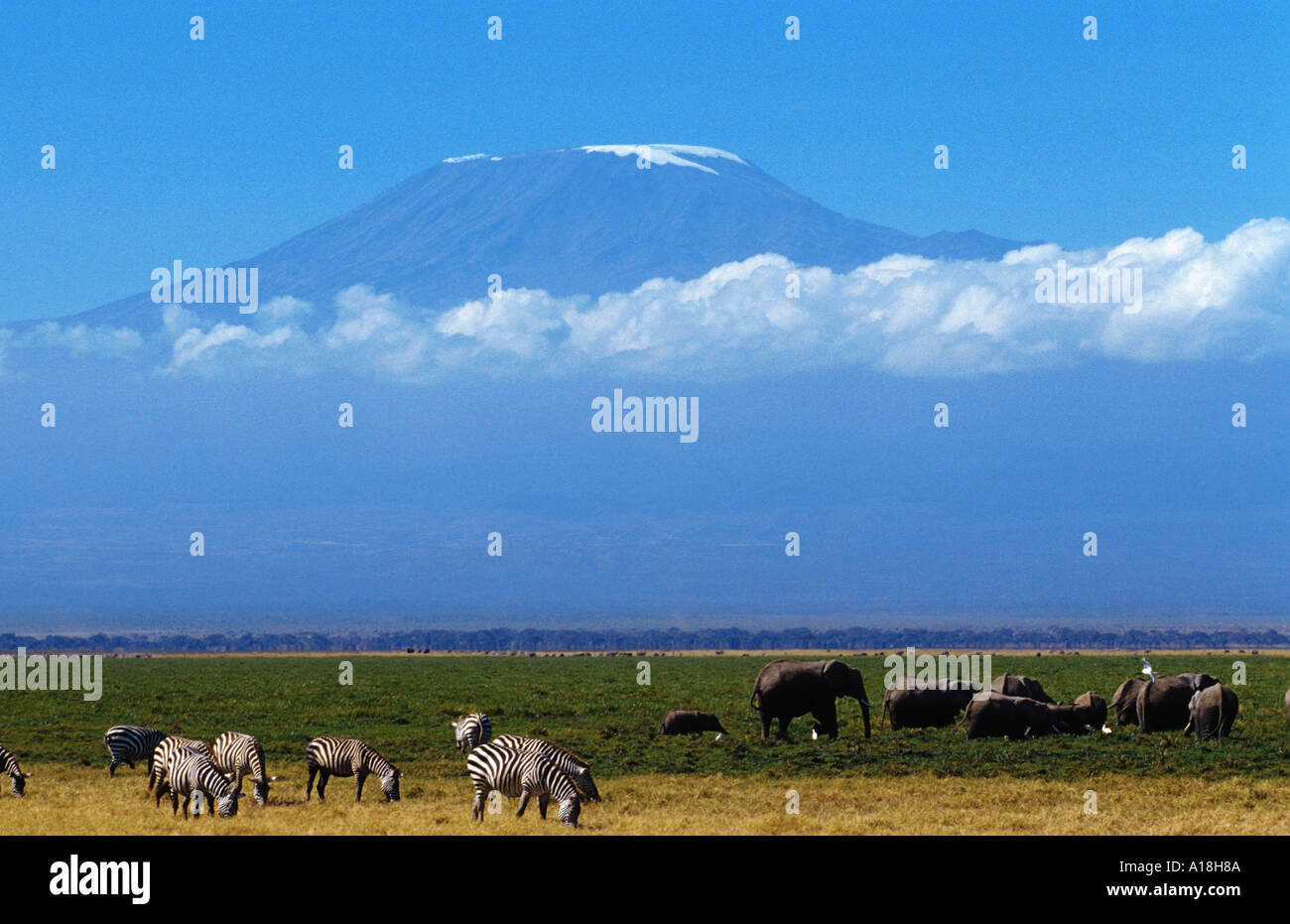 L'éléphant africain (Loxodonta africana), avec derrière le Kilimandjaro, au Kenya, Samburu NP. Banque D'Images