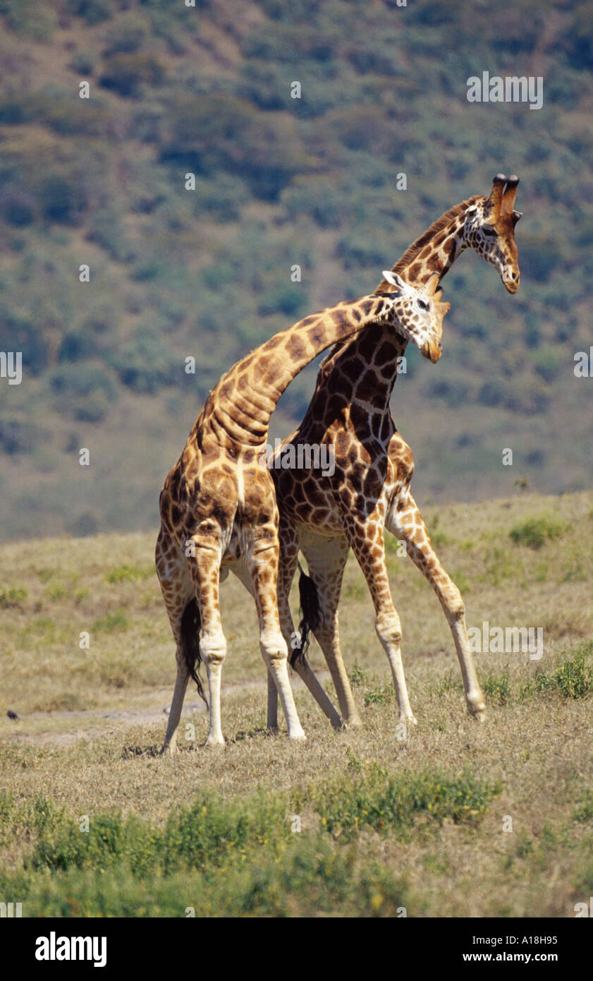 Rothschild Girafe (Giraffa camelopardalis rothschildi), deux animaux de combat, au Kenya, le lac Nakuru NP. Banque D'Images