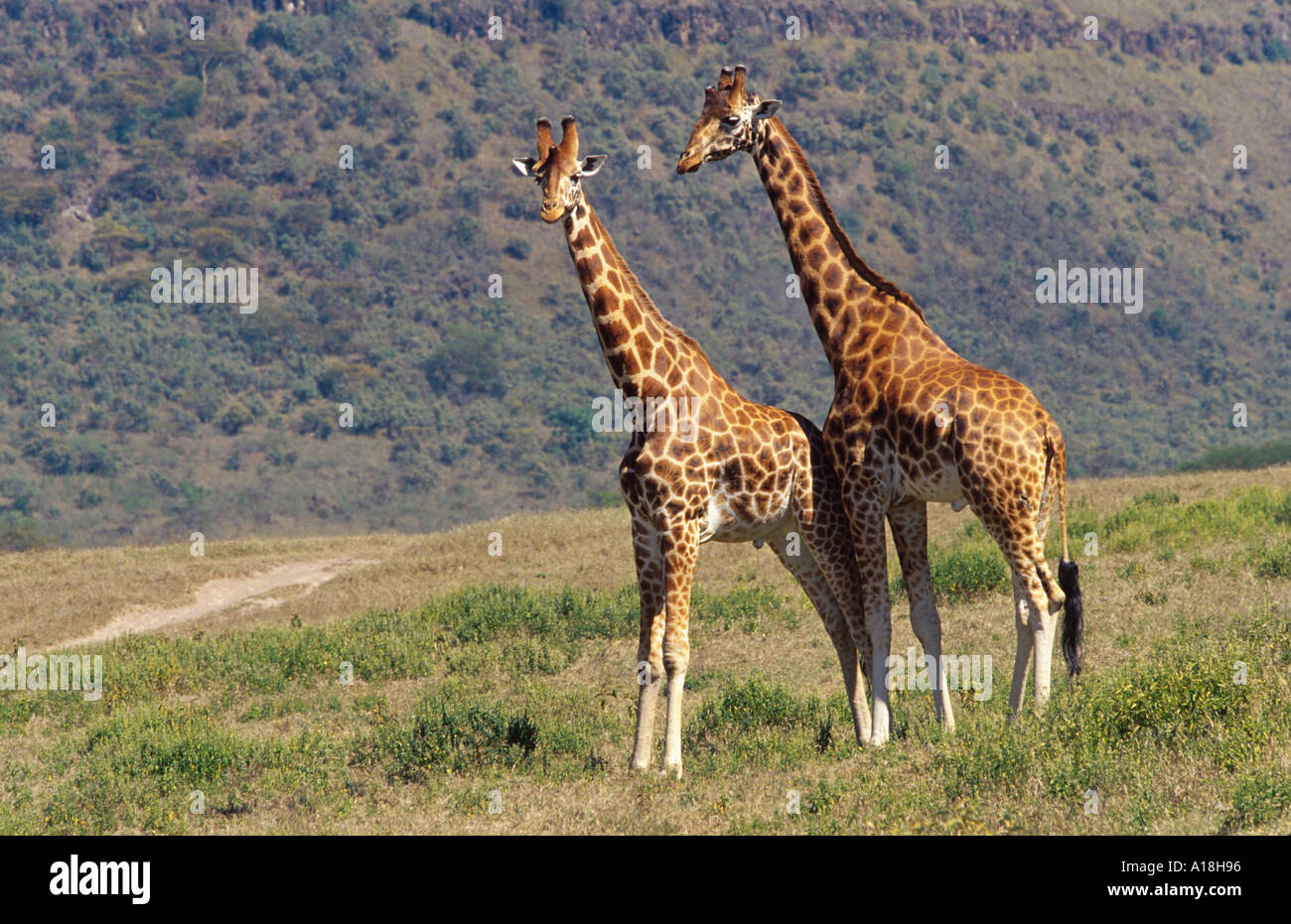 Rothschild Girafe (Giraffa camelopardalis rothschildi), deux animaux de combat, au Kenya, le lac Nakuru NP. Banque D'Images