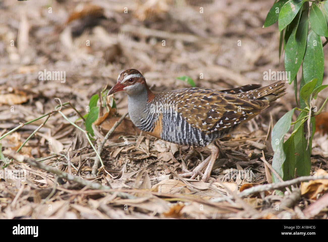 Gallirallus philippensis Buff banded Rail Banque D'Images