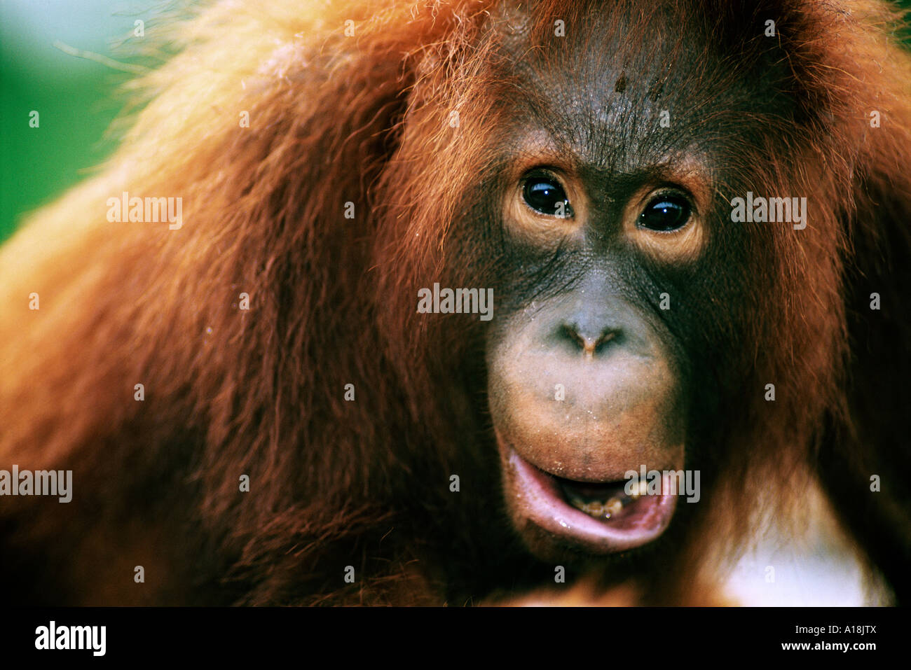 Les jeunes orang-outans de Bornéo Pongo pygmaeus Parc national de Tanjung Puting à Bornéo en Indonésie Banque D'Images