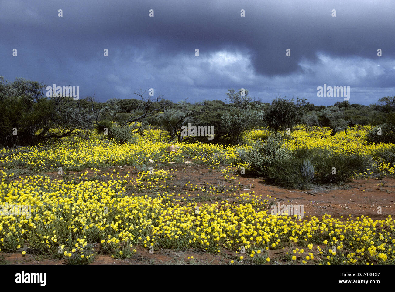 Fleurs sauvages Australie Occidentale Banque D'Images