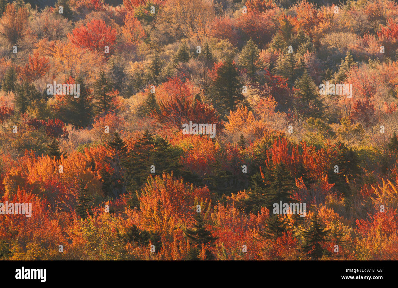 Le Pérou dans l'automne VT Green Mountain National Forest, près de station de ski de Bromley Banque D'Images