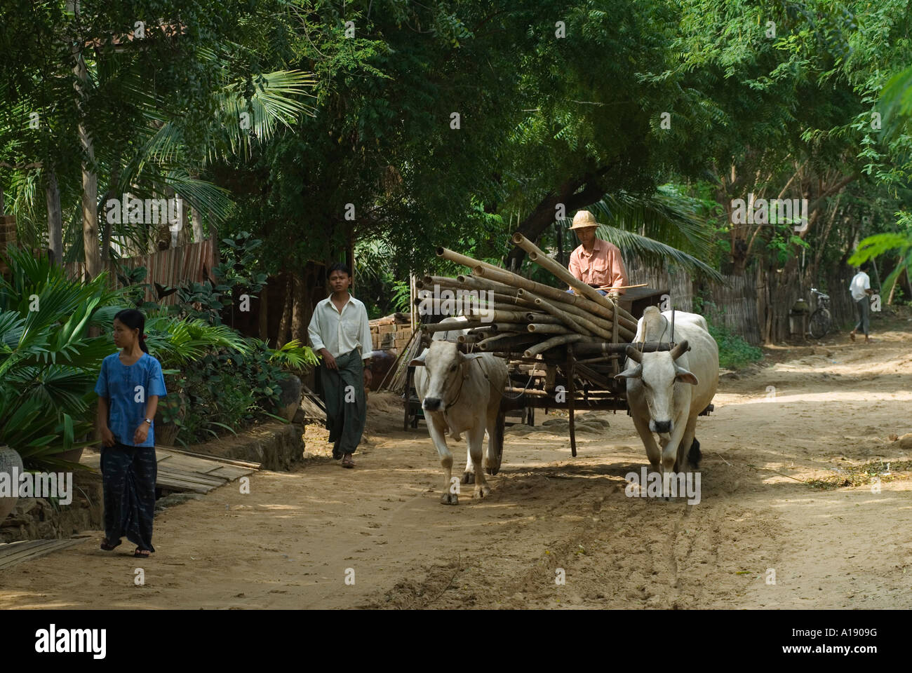 Boeufs transportant des perches en bambou Myn Ka Ba village, Bagan Myanmar South East Asia 2006 Banque D'Images