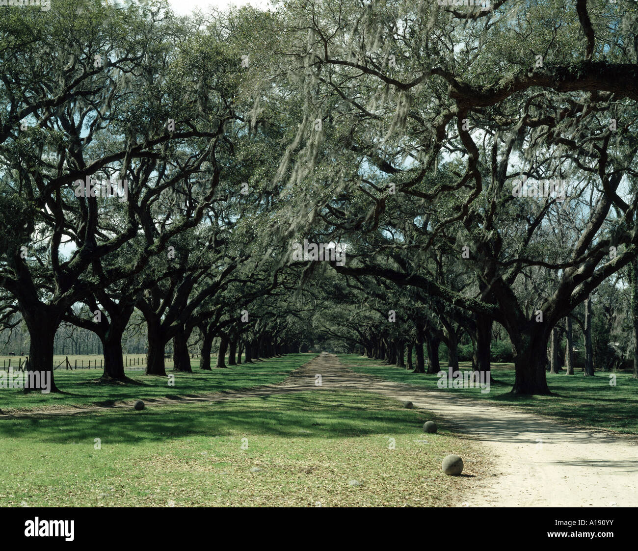 Avenue de chênes bordent l'entrée de Boone Hall Plantation en Caroline du Sud Banque D'Images