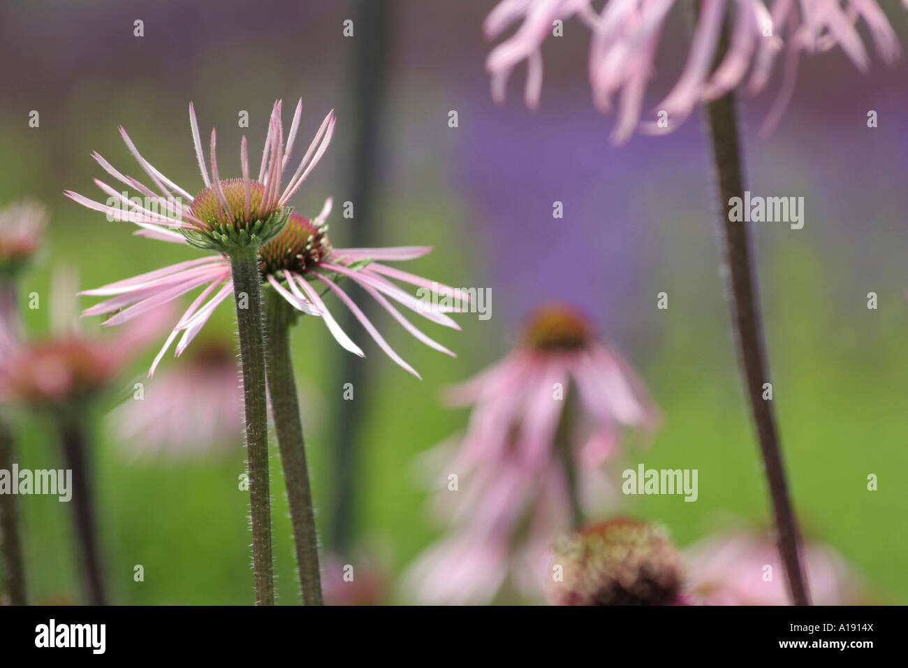 Coneflowers rose-violet. Banque D'Images