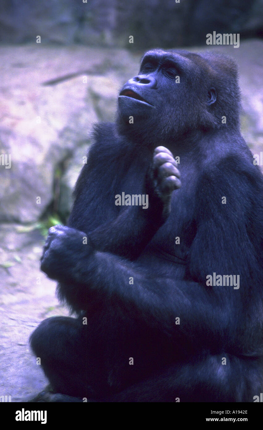 Portrait d'un jeune gorille en captivité Gorilla gorilla Banque D'Images