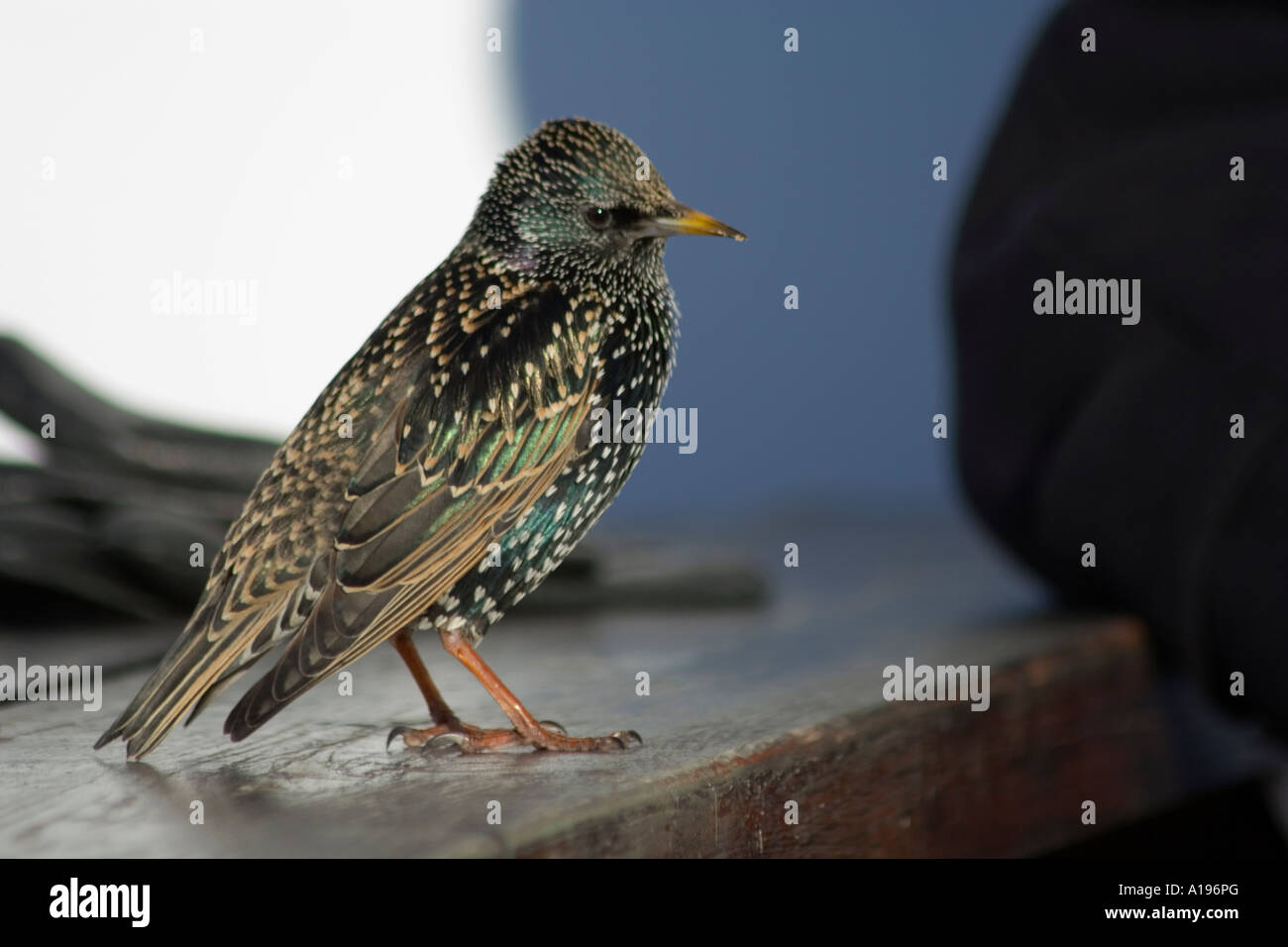 Etourneau sansonnet (Sturnus vulgaris) sur table en bois, Dorset, UK Banque D'Images