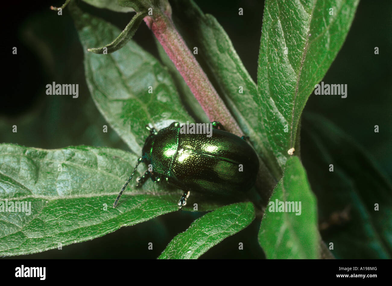 Leaf beetle sur feuille / Dlochrysa fastuosa Banque D'Images