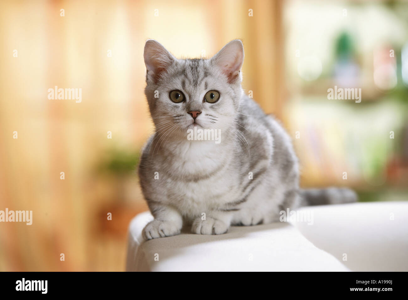 Britisch Shorthair cat lying on a sofa Banque D'Images