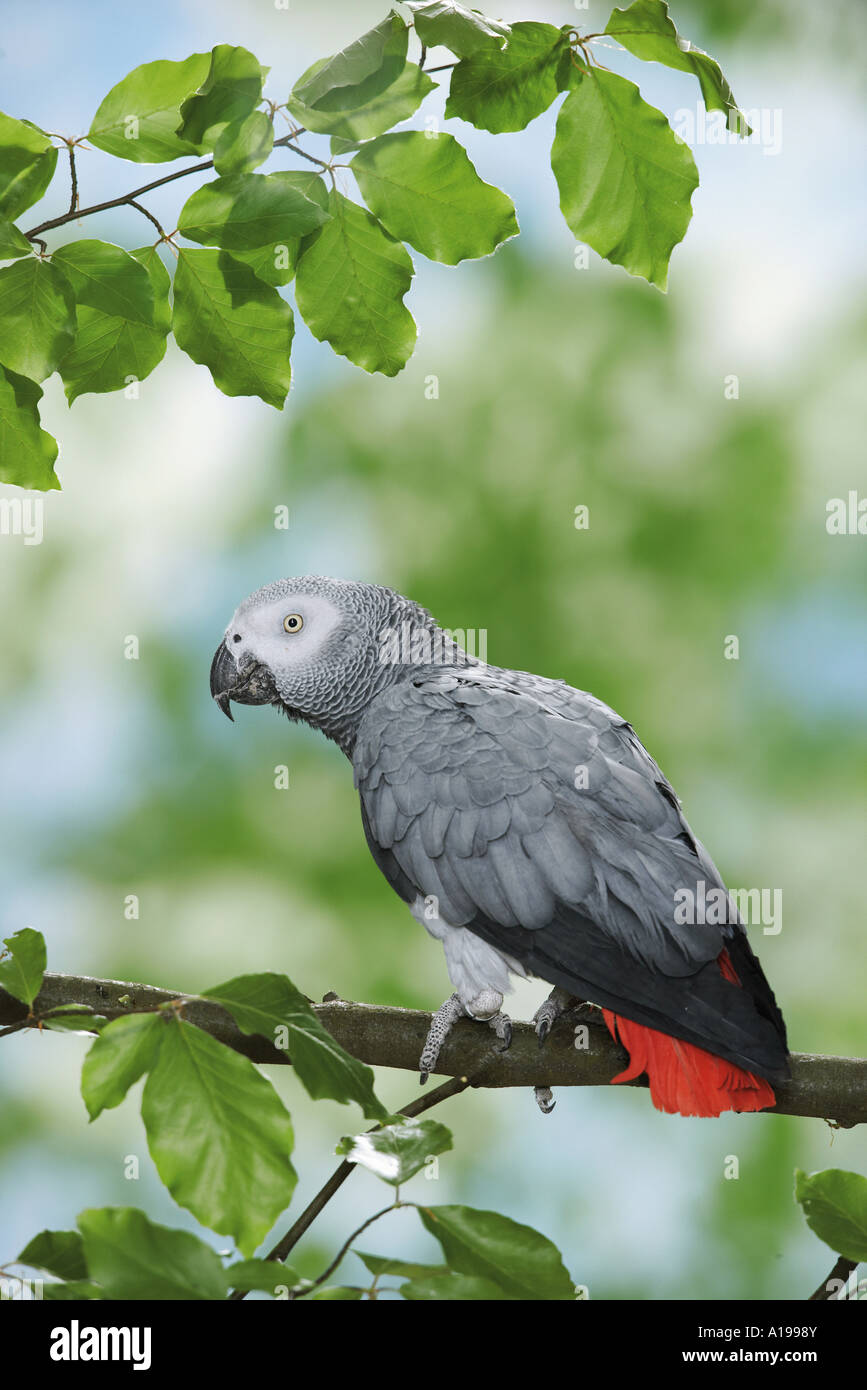 Perroquet gris d'Afrique Congo sur branch / Psittacus erithacus Banque D'Images