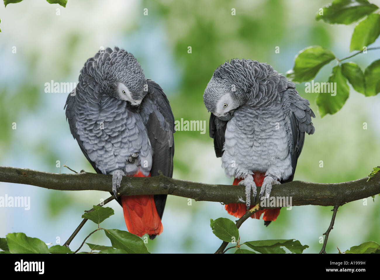 Deux Congo perroquets gris sur branch / Psittacus erithacus Banque D'Images