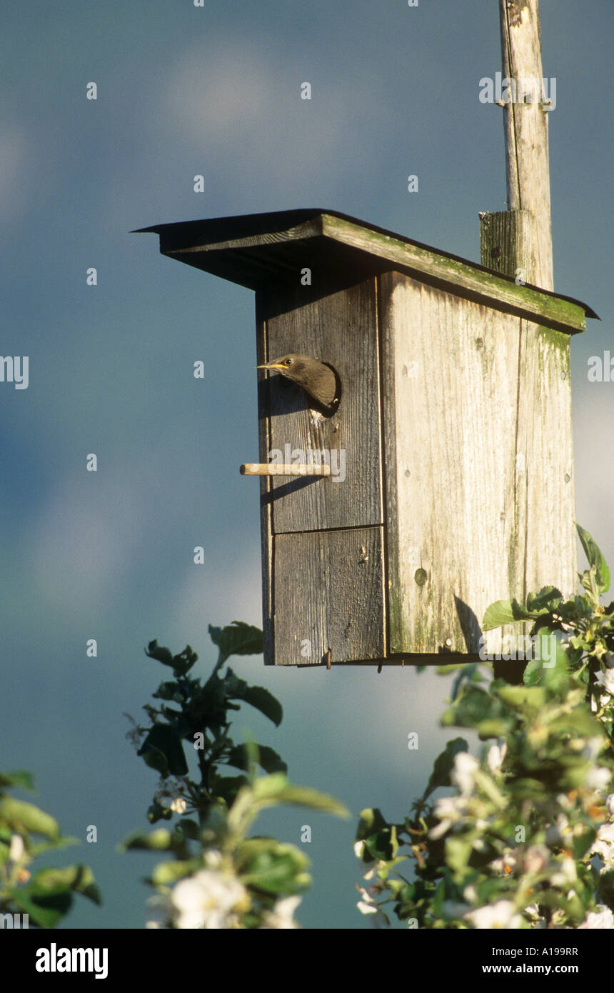 À la recherche d'oiseaux hors de boîte à nid Banque D'Images