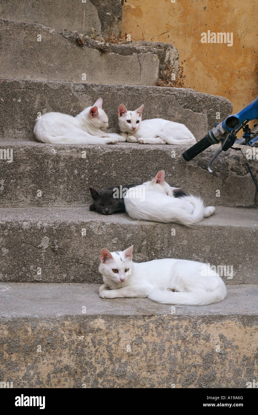 Chat domestique Groupe allongé sur un escalier Banque D'Images