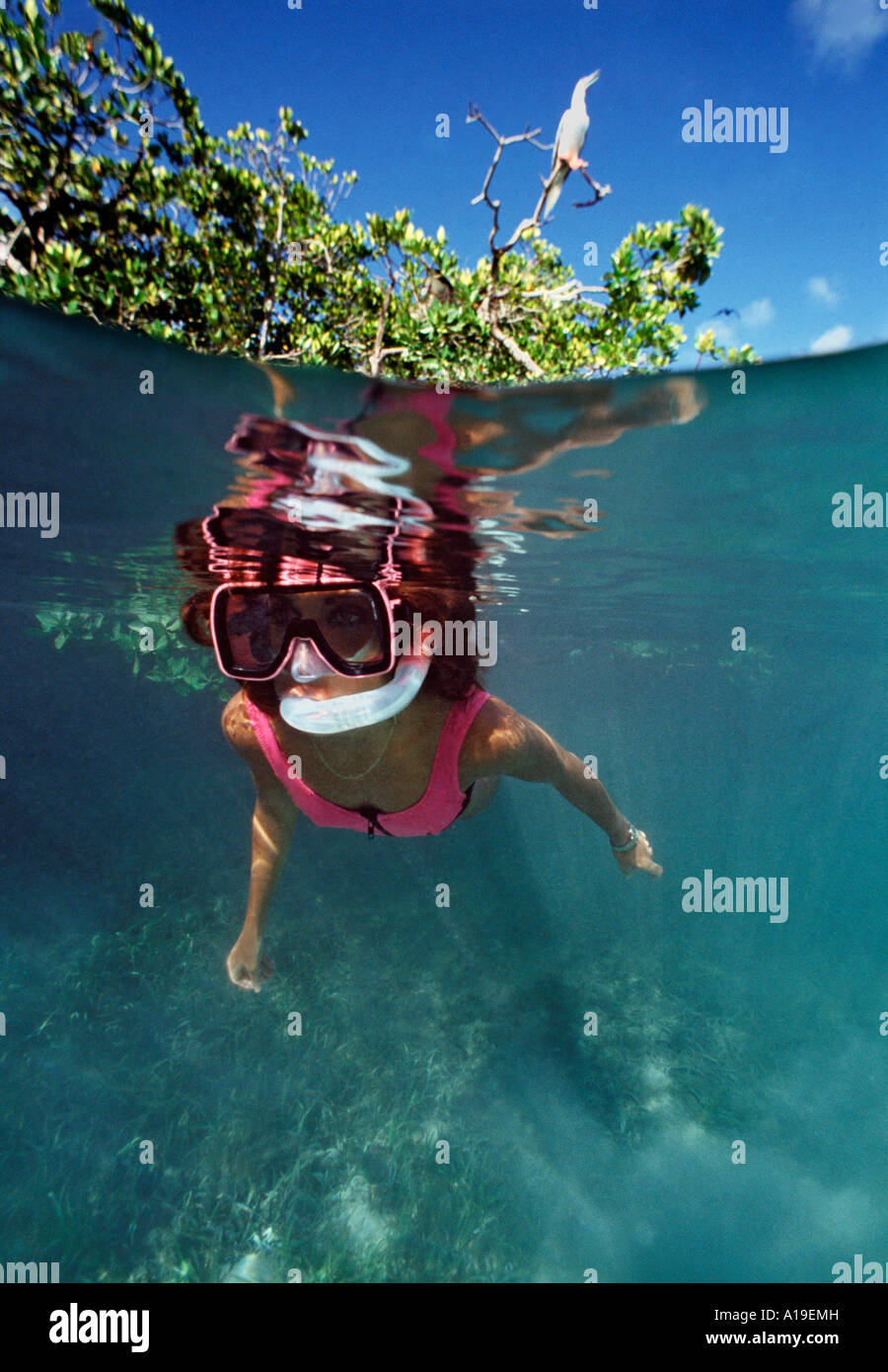 En vertu d'Aldabra aux Seychelles sur Boobies perché au-dessus de femme snorkeler Banque D'Images