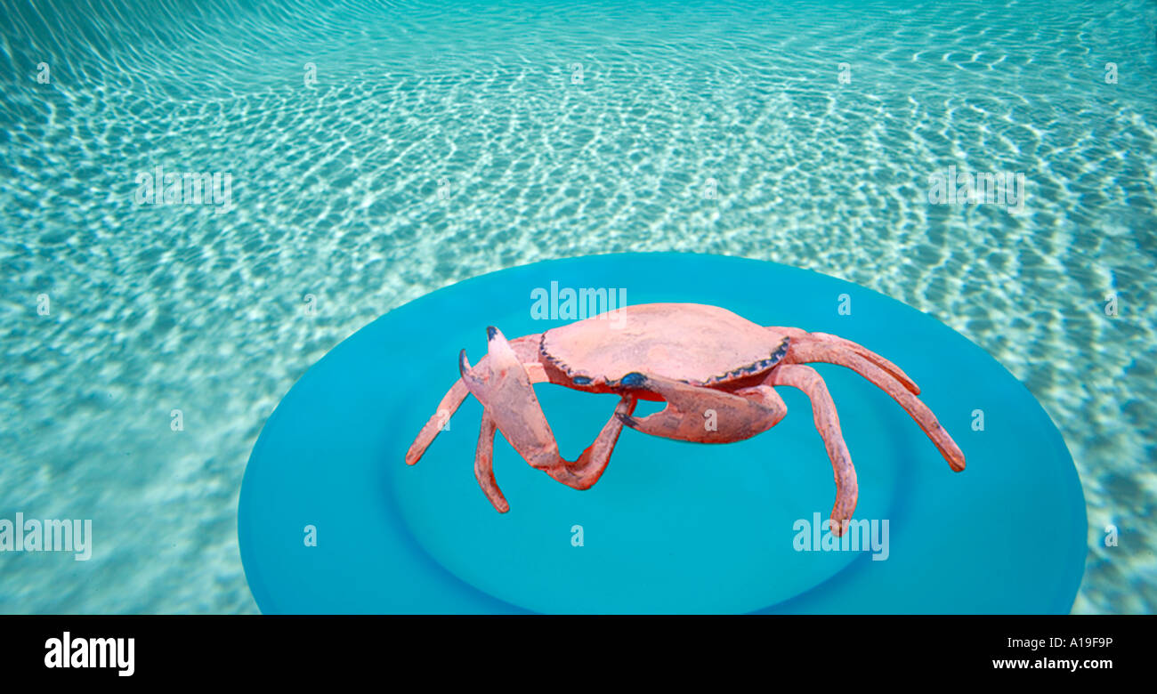 Du crabe en plaque bleue au bord du lac sous-marine Banque D'Images