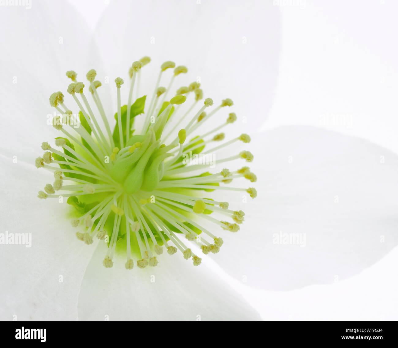 L'hellébore blanc fleur niger Banque D'Images