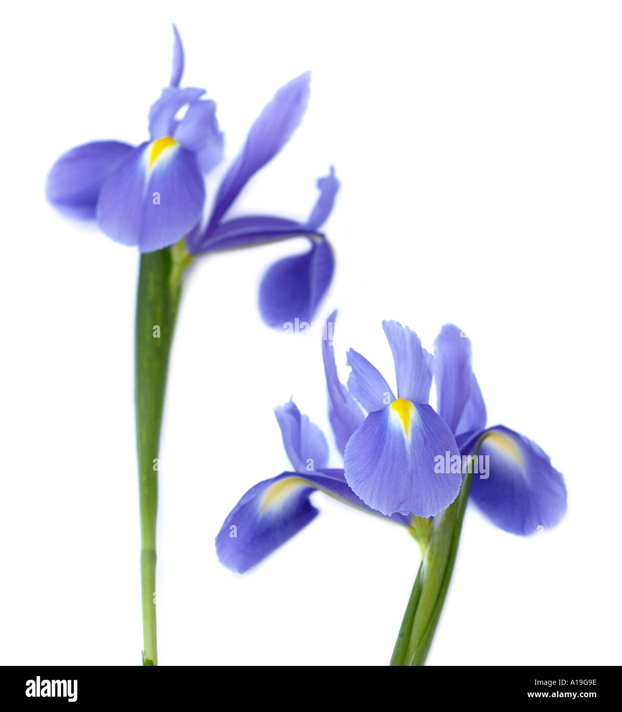 Deux Iris néerlandais Blue Magic Banque D'Images