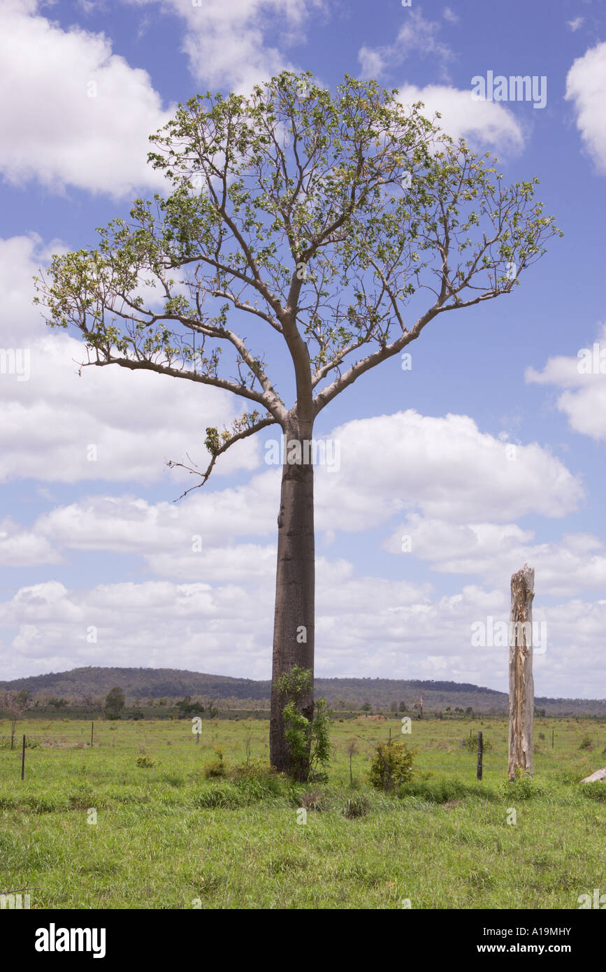Australian Baobab Adansonia gregorii ou Boab tree Banque D'Images