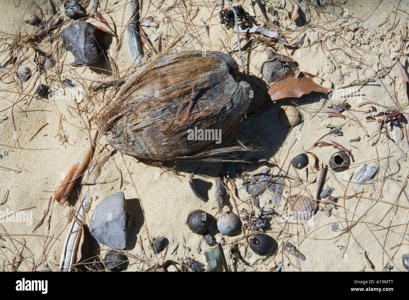 La noix de coco et d'autres semences échoués sur une plage Queensland Australie Banque D'Images