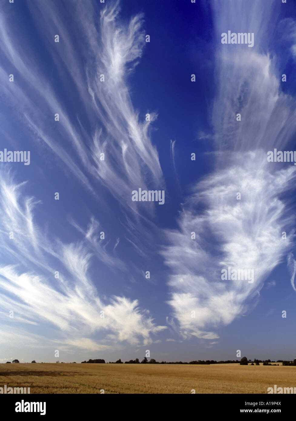 Motifs spectaculaires de nuages Cirrus sur le ciel bleu au-dessus du champ de la ferme de chaume Highwood Chelmsford Essex Angleterre Royaume-Uni Banque D'Images