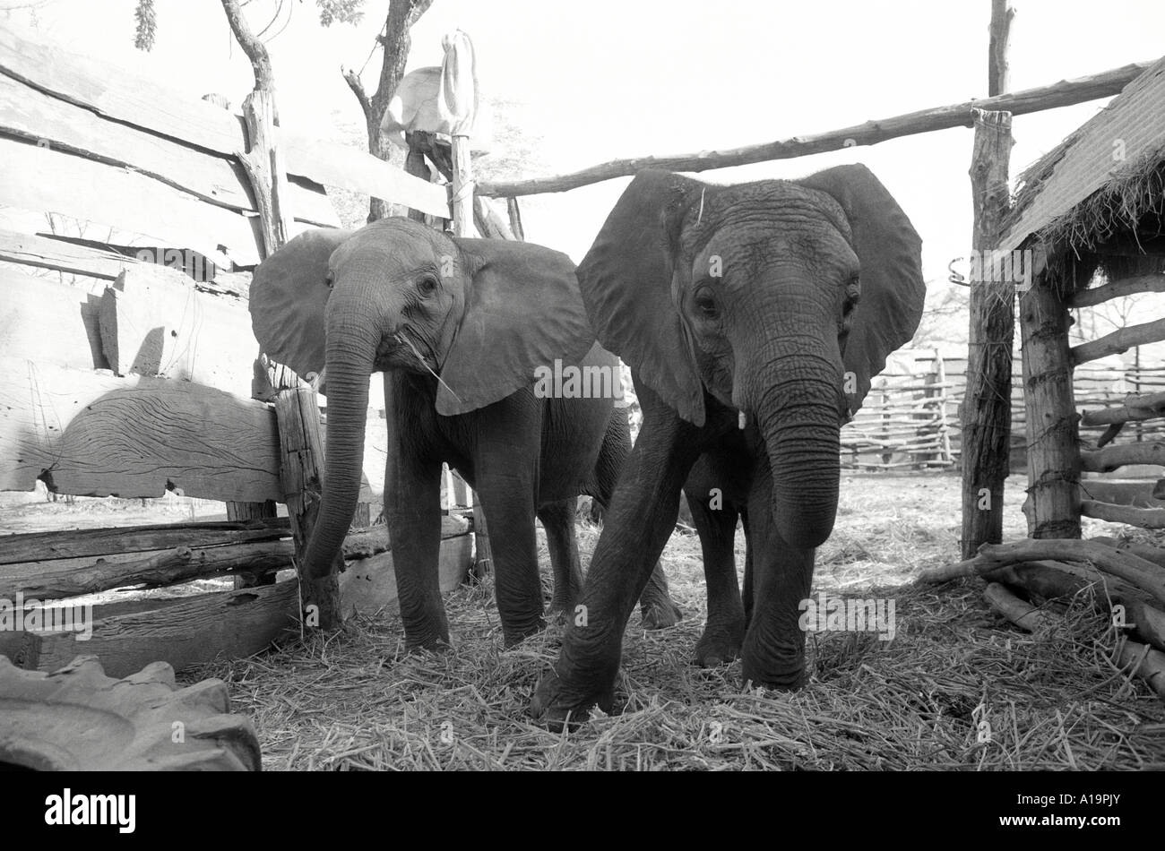 B/W d'éléphants protégés dans une enceinte de ferme, sauvée de la nature frappée par la sécheresse, à retourner quand les pluies viennent. Cheredze, Zimbabwe Banque D'Images