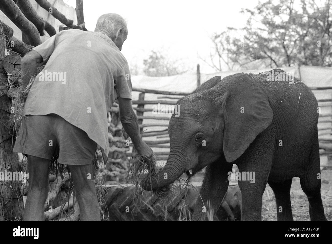 B/W d'un agriculteur alimentant un bébé éléphant captif qui a été sauvé de la sécheresse sauvage frappée, à libérer quand les pluies viennent Cheredze, Zimbabwe Banque D'Images