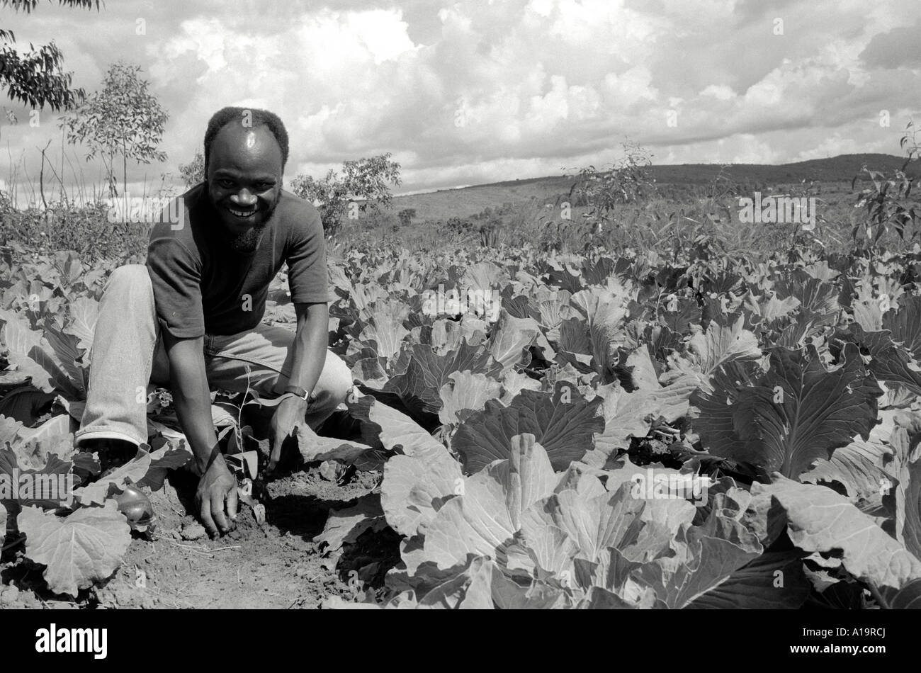 B/W d'un agriculteur de subsistance africain qui a tendance à faire sa récolte de chou dans la région rurale de Nyamirembe, près du lac Victoria. Tanzanie occidentale Banque D'Images