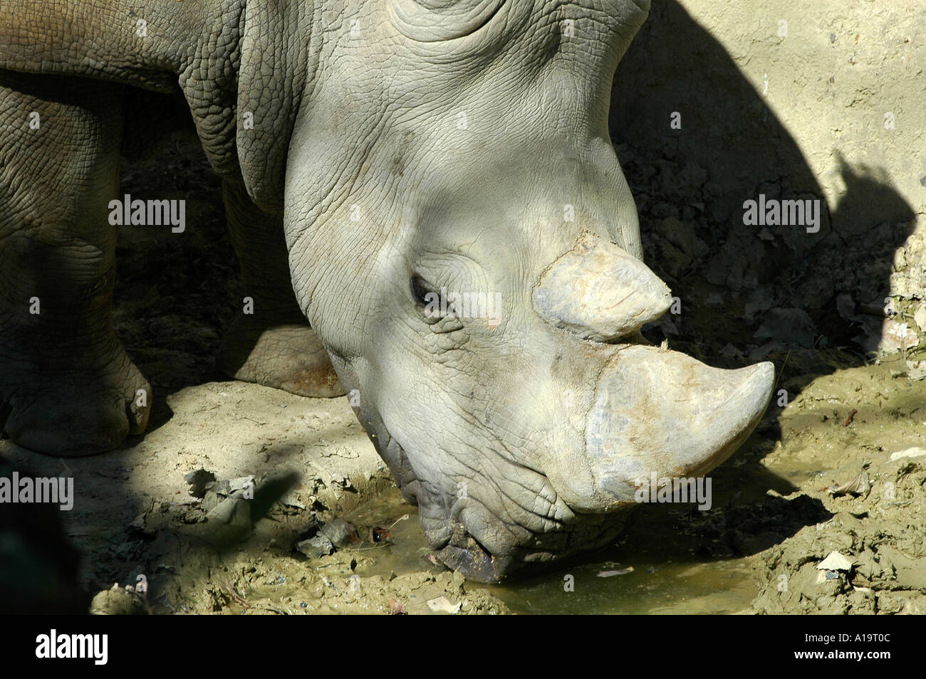 Au rhinocéros blanc du zoo de Barcelone Banque D'Images