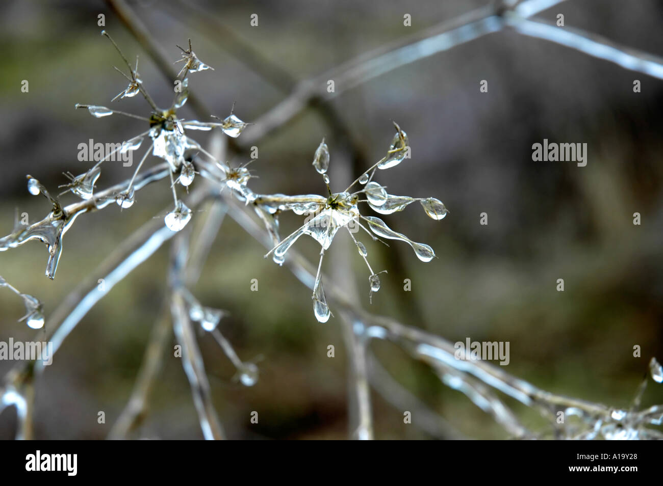 Les branches des plantes contenues dans une épaisse couche de bijou comme la glace d'une tempête de glace en hiver Banque D'Images