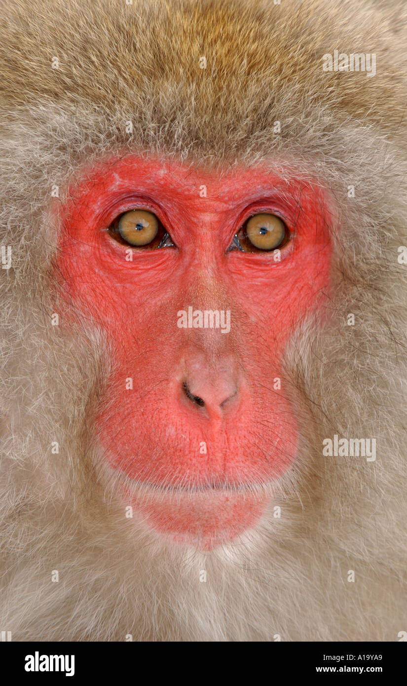 Macaque japonais Snow Monkey face de Nagano au Japon Banque D'Images