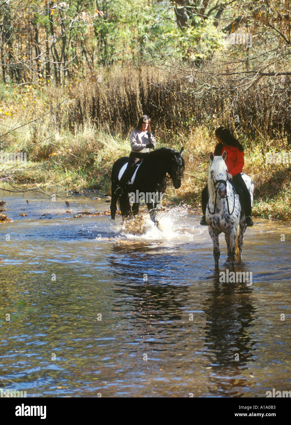 La randonnée équestre dans les cours d'eau boisé Banque D'Images