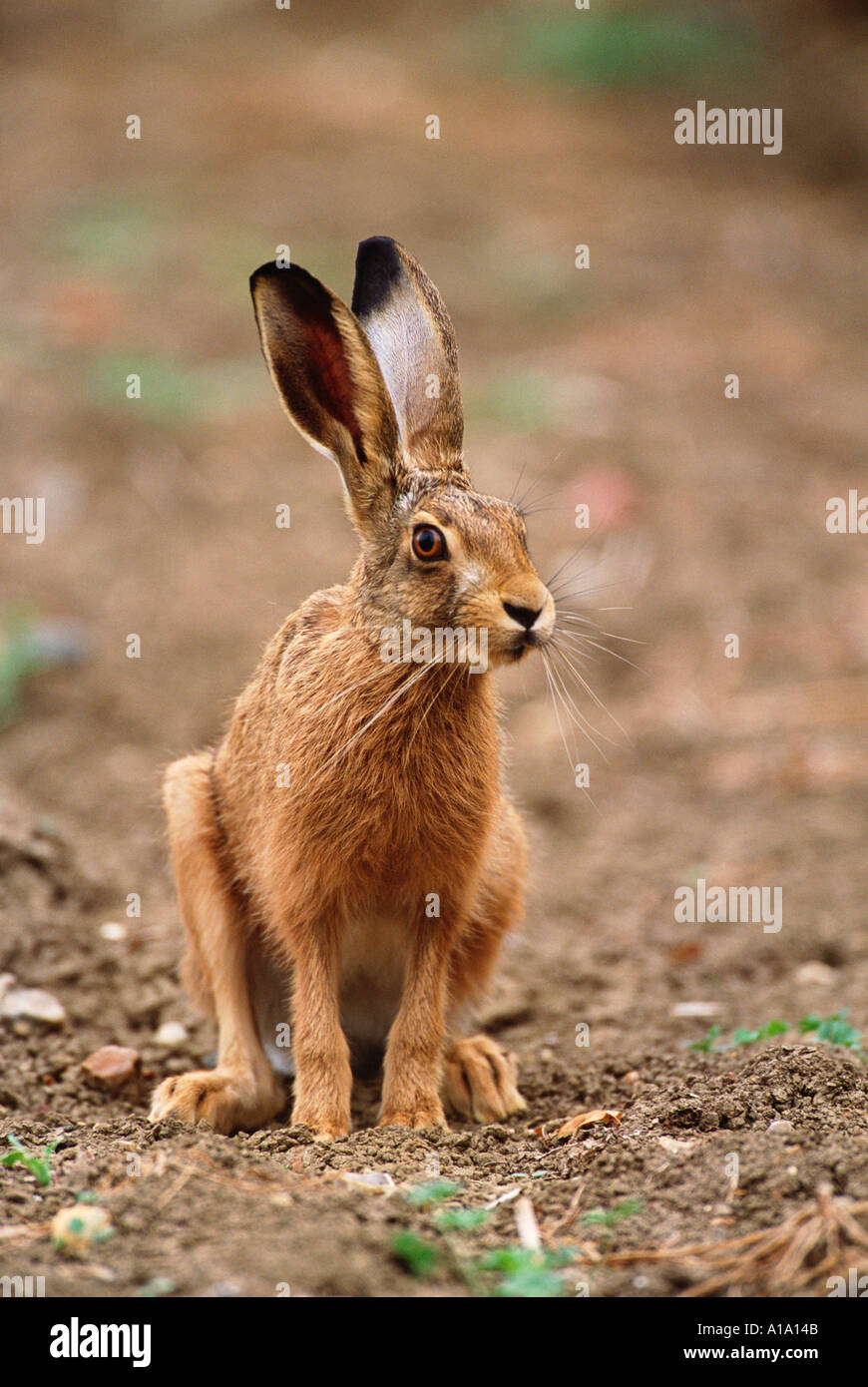 Lièvre brun Lepus capensis européenne (ou Lepus europaeus) adulte en champ arable Angleterre Essex Banque D'Images