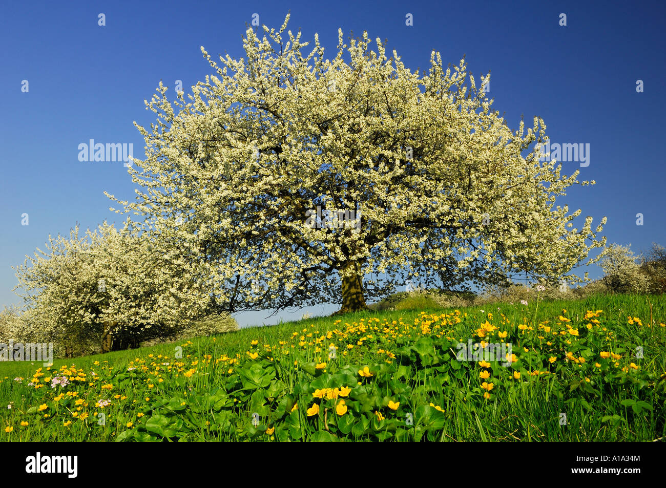 Cherry Blossom , cherry trees (Prunus avium) en pleine fleur avec du populage des marais (Caltha palustris) Prairie en premier plan Banque D'Images