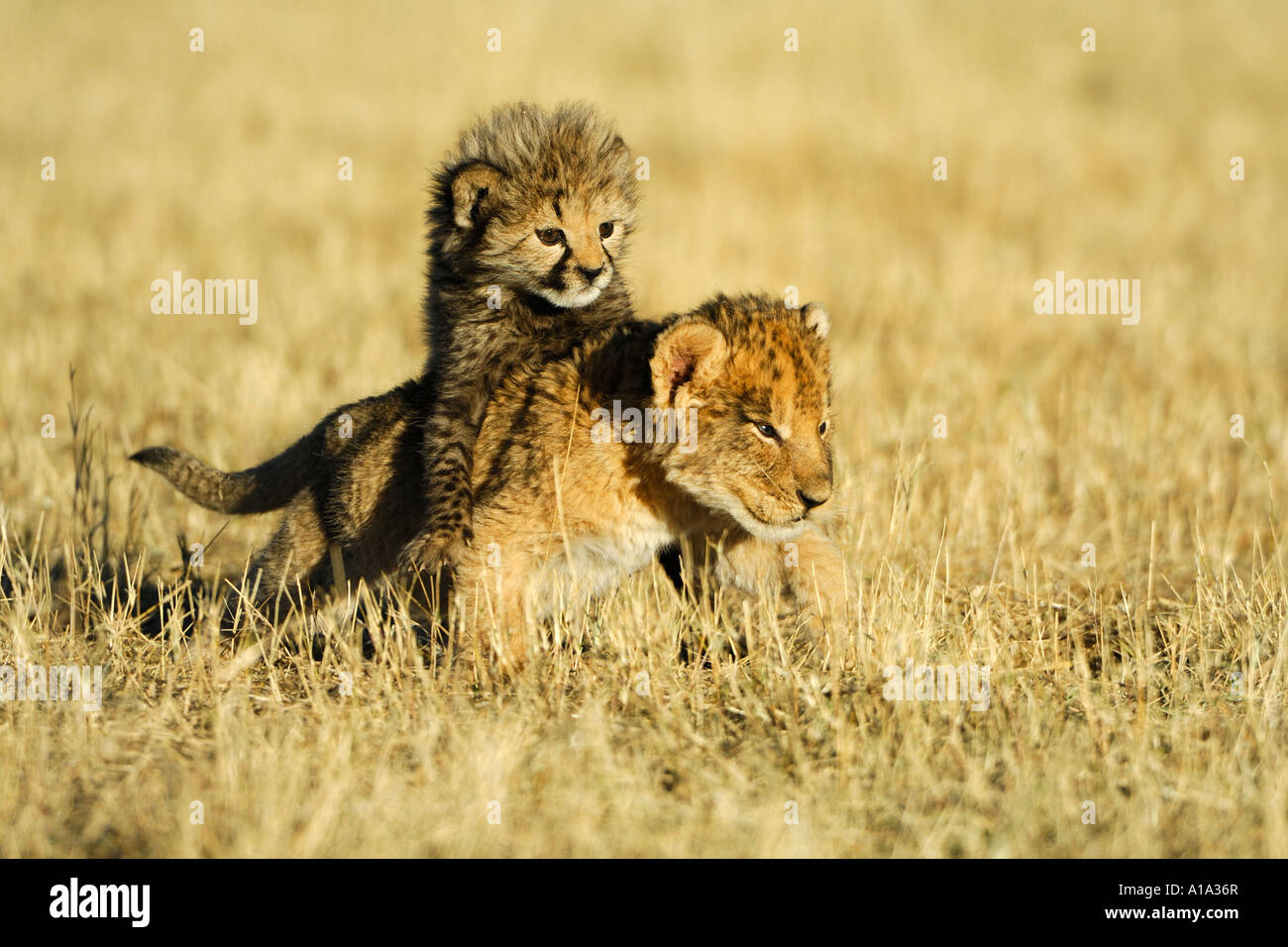 Jouer jeune lion (Panthera leo) et les jeunes Guépard (Acinonyx jubatus) Banque D'Images