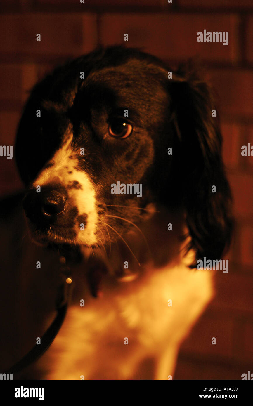 La nuit de chien chien marche nocturne English Springer Spaniel Banque D'Images