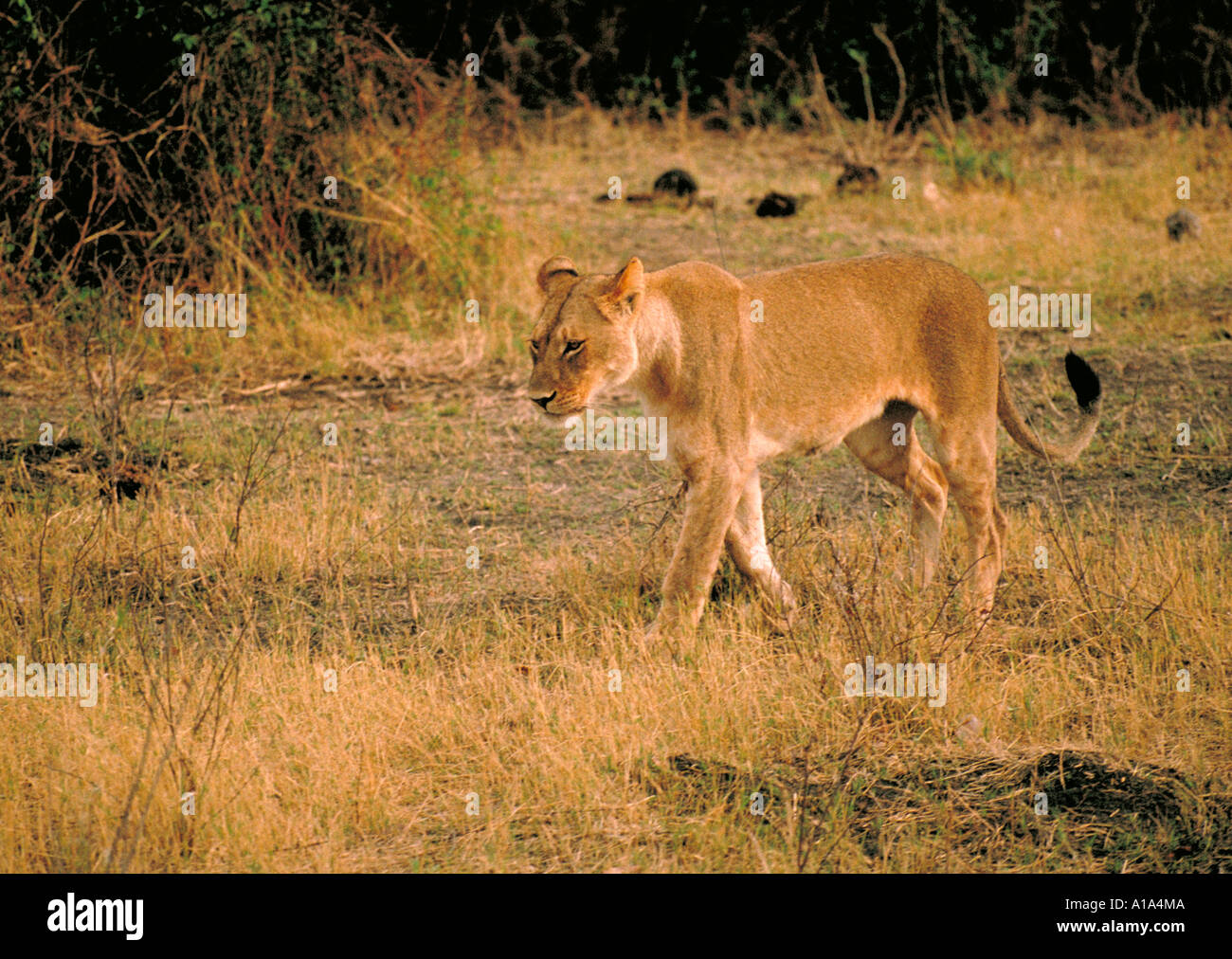 Au sud-ouest de l'Afrique ou le Katanga lionne, Panthera leo bleyenberghi, Chobe, Botswana, Africa Banque D'Images